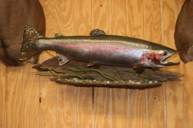 Fish Mounts - Wildside Outdoors Taxidermy