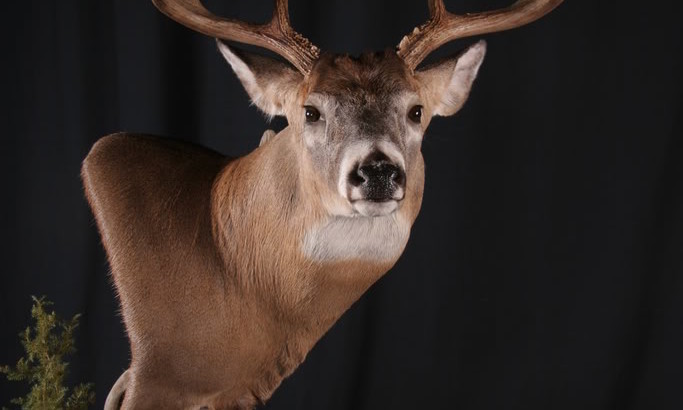 game heads taxidermy